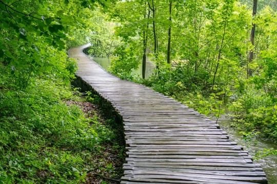 Ein geschwungener Holzweg führt durch einen grünen Wald